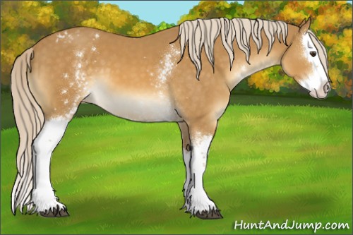 Horse Color:White Spotted Palomino Splash Appaloosa 