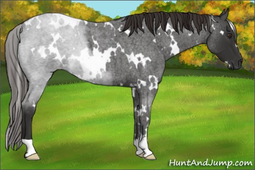 Horse Color:White Spotted Liver Red Roan 