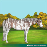 Horse Color:Silver Brown Sabino Rabicano 