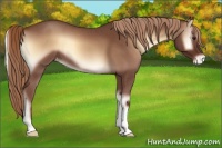 Horse Color:Red Onyx Roan Appaloosa