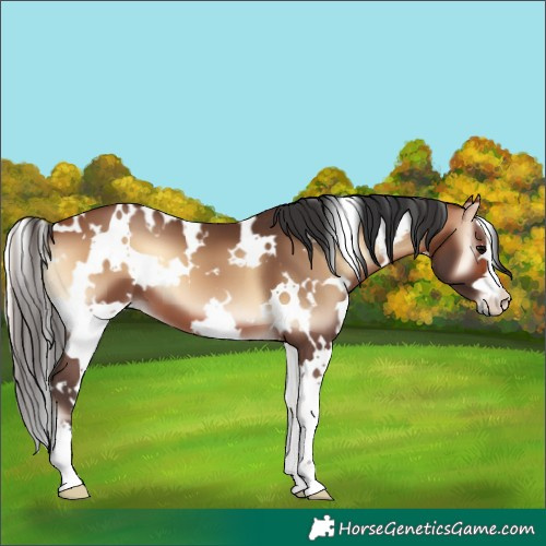 Horse Color:White Spotted Bay Onyx 