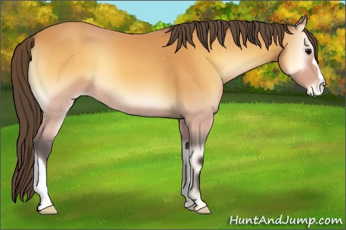 Horse Color:Buckskin Roan Onyx Appaloosa 