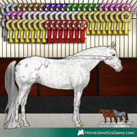 Horse Color:Liver Red Roan Appaloosa