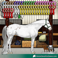 Horse Color:Liver Red Roan Appaloosa 