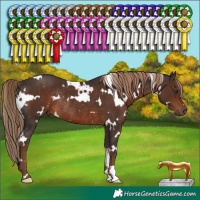 Horse Color:White Spotted Liver Chestnut Rabicano