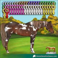 Horse Color:White Spotted Liver Chestnut Rabicano