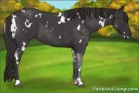 Horse Color:White Spotted Liver Red Roan 