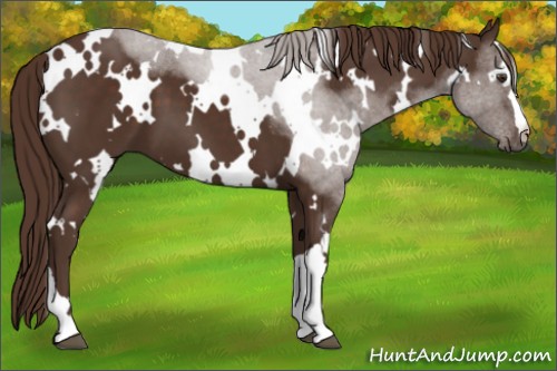 Horse Color:White Spotted Liver Chestnut 