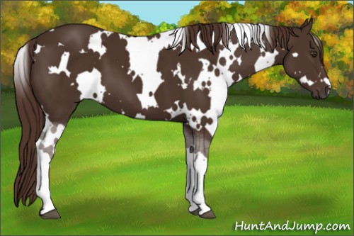 Horse Color:White Spotted Liver Chestnut 