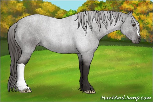 Horse Color:Liver Red Roan 