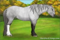 Horse Color:Liver Red Roan 