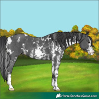 Horse Color:White Spotted Black Sabino 