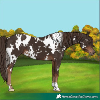 Horse Color:White Spotted Liver Chestnut 