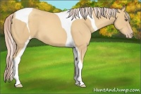 Horse Color:Gold Cream Champagne Tobiano
