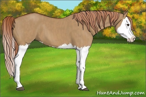 Horse Color:Red Dun Splash  Brindle