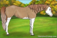 Horse Color:Red Dun Splash  Brindle
