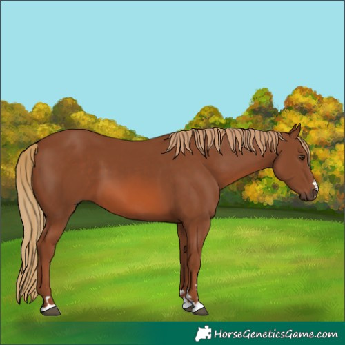 Horse Color:Chestnut 