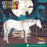 Horse Color:Gray White Spotted Silver Amber Champagne 