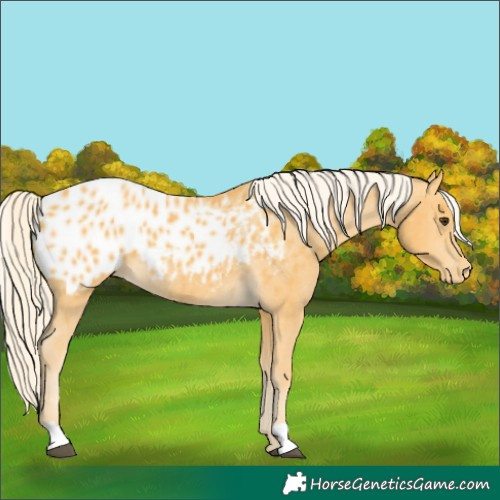 Horse Color:Palomino Near Leopard 
