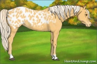 Horse Color:Palomino Near Leopard 