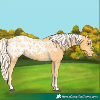 Horse Color:Palomino Near Leopard 