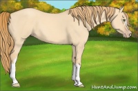 Horse Color:Gold Champagne Dun 