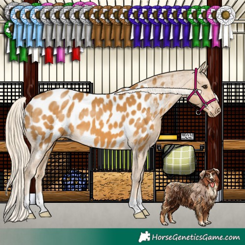 Horse Color:Palomino Appaloosa 