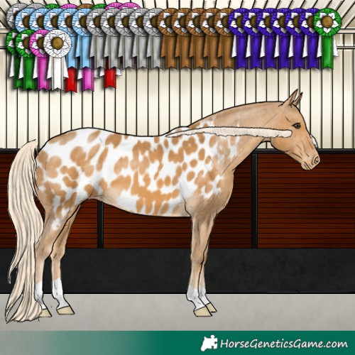 Horse Color:Palomino Near Leopard 