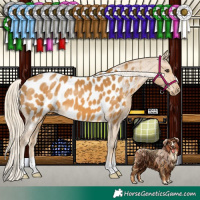 Horse Color:Palomino Appaloosa 