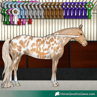 Horse Color:Palomino Appaloosa