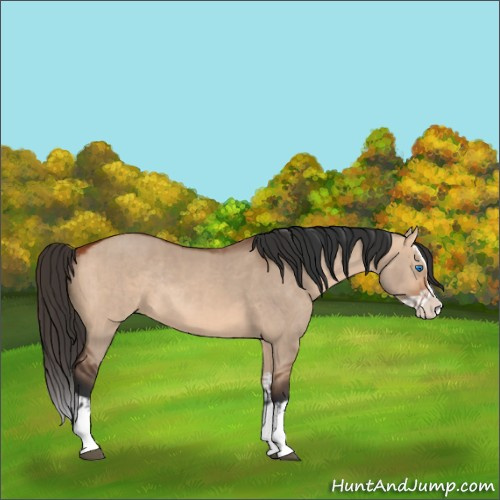 Horse Color:Bay Dun Splash Rabicano and Bay Dun Splash Rabicano