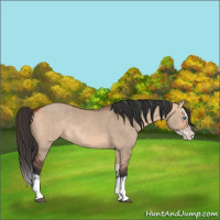 Horse Color:Bay Dun Splash Rabicano  and Bay Dun Splash Rabicano 