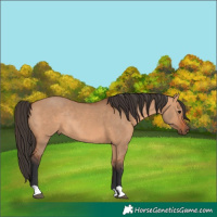 Horse Color:Bay Dun Rabicano 