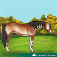 Horse Color:Bay Onyx 