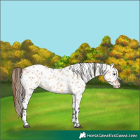 Horse Color:Bay Dun Appaloosa Rabicano 