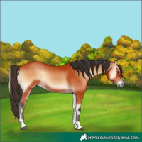 Horse Color:Bay Onyx 