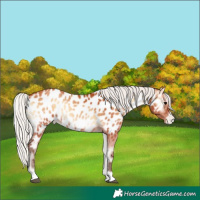 Horse Color:Silver Bay Onyx Near Leopard 