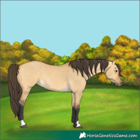 Horse Color:Buckskin Dun Rabicano 