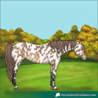 Horse Color:Bay Dun Appaloosa Rabicano 