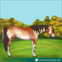 Horse Color:Bay Onyx 