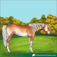 Horse Color:Silver Bay Onyx 