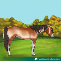 Horse Color:Bay Onyx 
