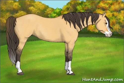 Horse Color:Buckskin Dun Splash Rabicano