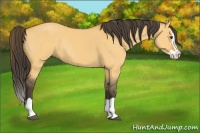 Horse Color:Buckskin Dun Splash Rabicano 
