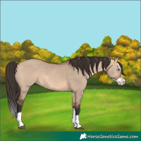 Horse Color:Bay Dun Splash Rabicano 