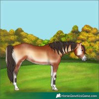 Horse Color:Bay Onyx 