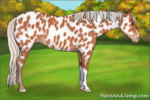 Horse Color:Silver Bay Near Leopard 