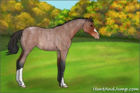 Horse Color:Bay Roan Appaloosa Rabicano 