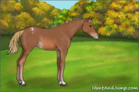 Horse Color:Chestnut Appaloosa Rabicano