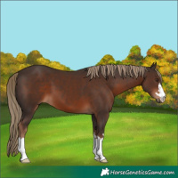 Horse Color:Liver Chestnut 